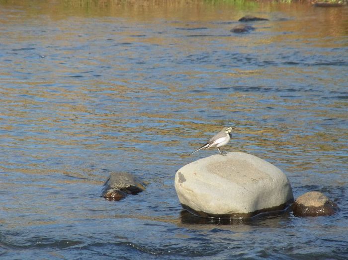 川の鳥.jpg